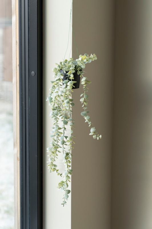 Hängväxt 56cm Små Blad